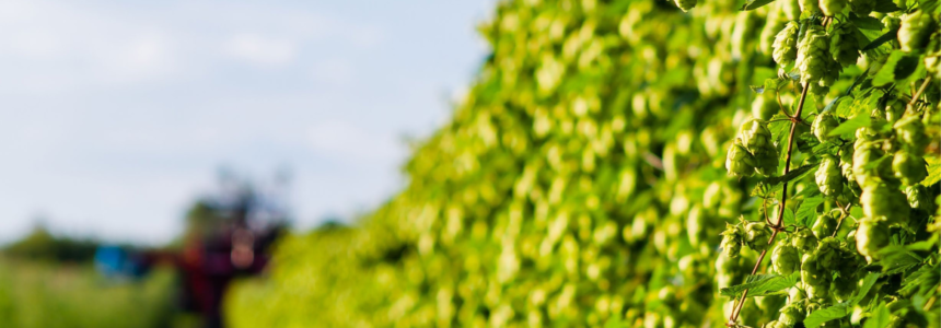 Lúpulos nobres e de altíssima qualidade