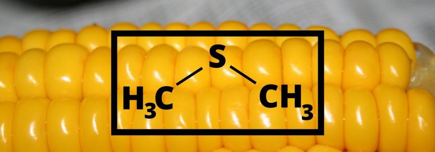 O que é o DMS e como é gerado o DMS na cerveja?