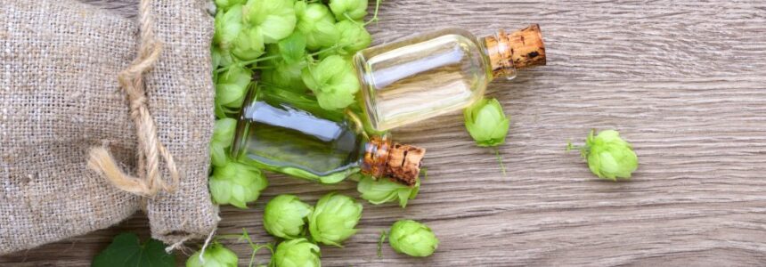 Diferentes formas de lúpulo e os processos envolvidos